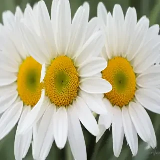 daisy wallpaper for desktop