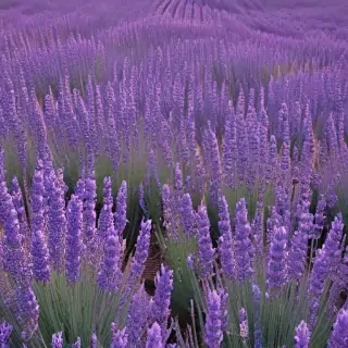 aesthetic lavender wallpaper