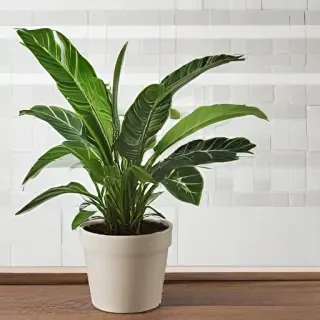 indoor plant png