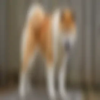 akita bernard