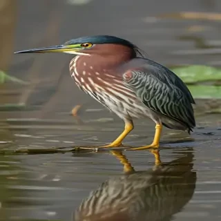 green heron
