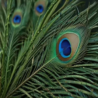 peacock feather images