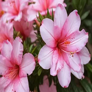 azalea flower