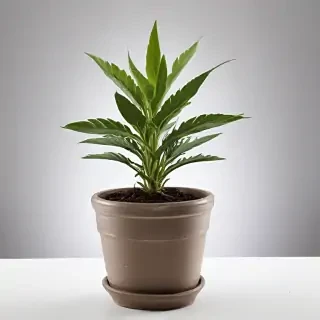pot images