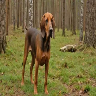 bavarian mountain scent hound