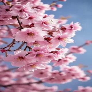 cherry blossom backround