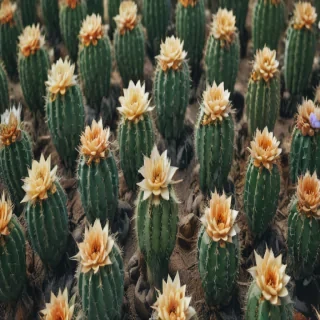 aesthetic cactus wallpaper