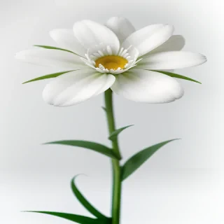 white flower transparent background