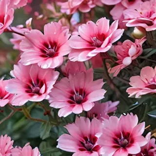 full screen flower wallpaper hd