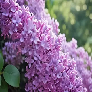 lilac iphone wallpaper