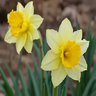 daffodil flower