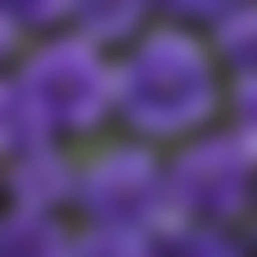 violets png