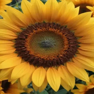 aesthetic sunflower background