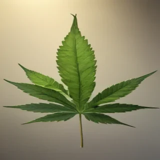 marijuana leaf