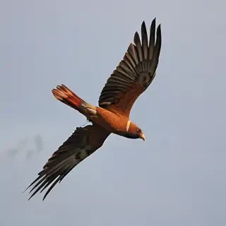png birds flying