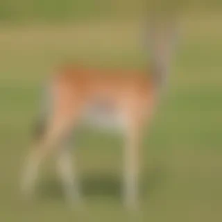 gazelle animal