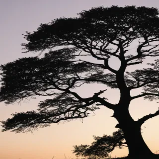 trees silhouette png