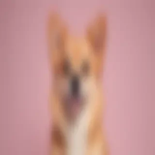 aesthetic dog wallpaper
