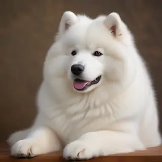 samoyed dog