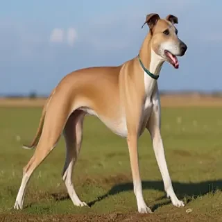 greyhound dog breed