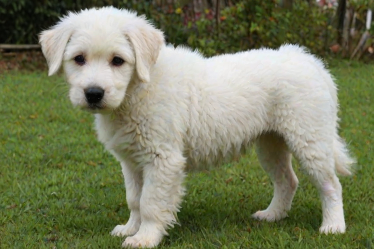turkish vankedisi breed