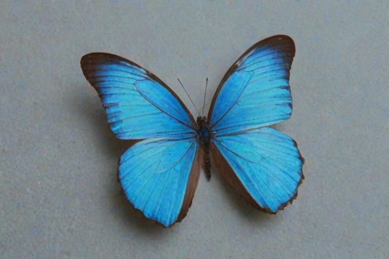 blue butterfly aesthetic