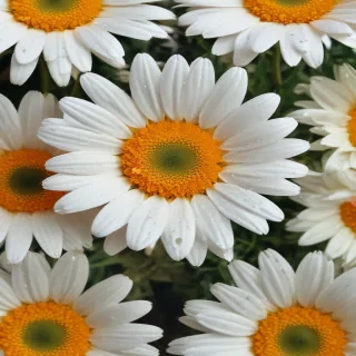wallpaper daisy flower