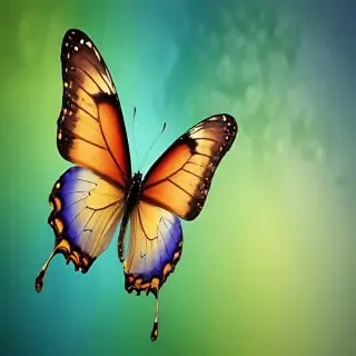 butterfly images wallpaper
