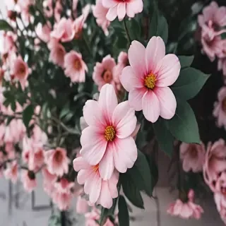 cute aesthetic flower wallpaper