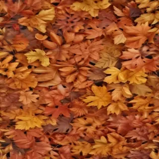 fall leaves aesthetic