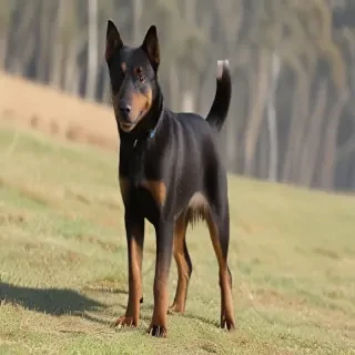 australian kelpie