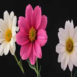 flower no bg
