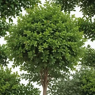 shrub png