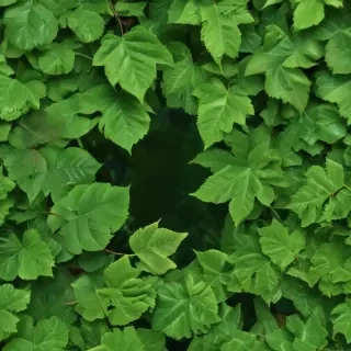 leaf background green