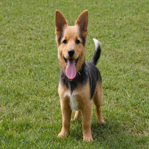 corkie dog breed