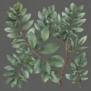 transparent eucalyptus clipart