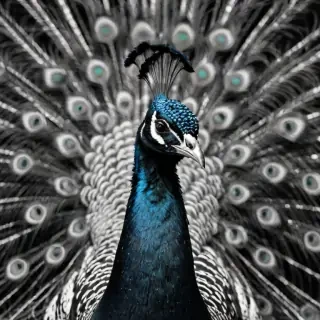 peacock black and white