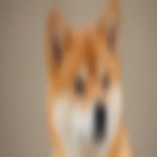 shiba dog