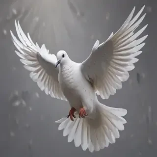 png dove