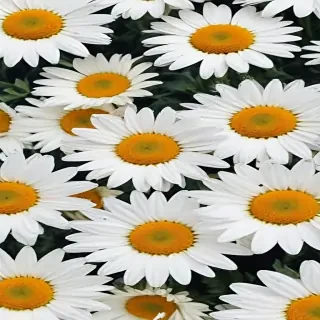 iphone daisy wallpaper