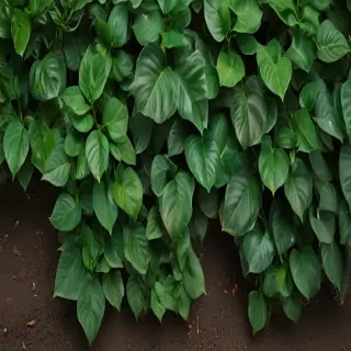 zoom background plants