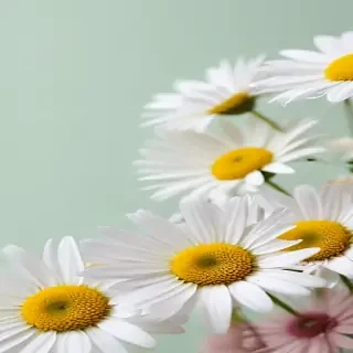 wallpaper daisy flower