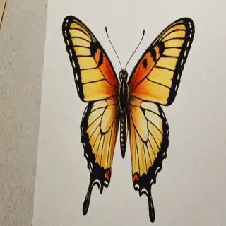 pictures of butterflies to draw