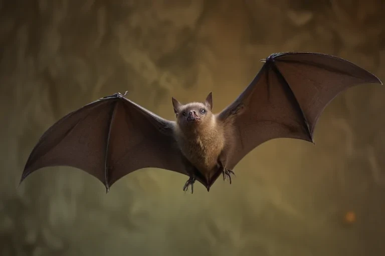 images of bats for halloween