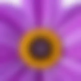 purple flower png