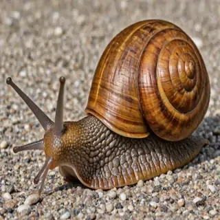 snail png