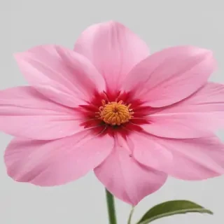 pink flower transparent background