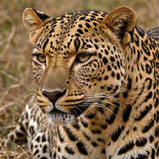 leopard png