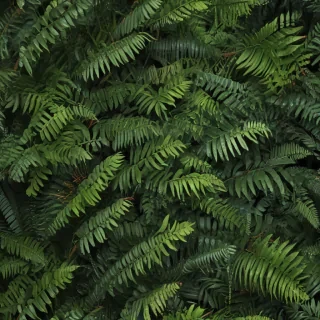 frond