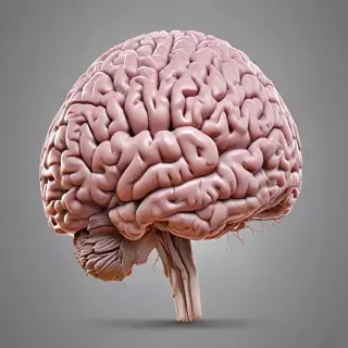 brain transparent background